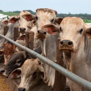Sem China pecuarista de MT pisa no freio na decisão de confinar