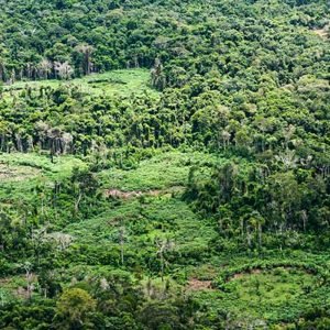 Amazônia: indígenas catalogam espécies para proteger biodiversidade