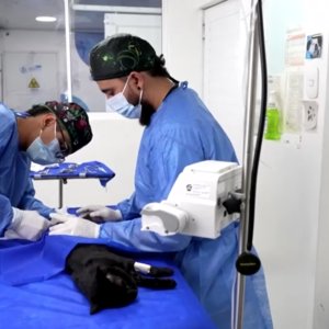 Atendimento veterinário gratuito é ampliado em Pereira, na Colômbia