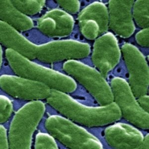 Casos de bactéria ‘comedora de carne’ aumentam com aquecimento dos oceanos