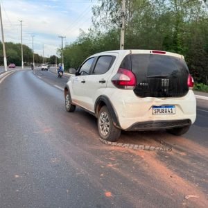 Jiboia provoca acidente e morre atropelada ao tentar atravessar via em MT