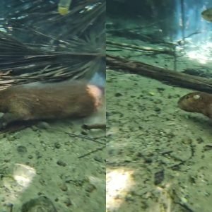 VÍDEO: capivara é flagrada nadando em rio de águas cristalinas em MT