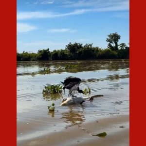 VÍDEO: alemães flagram urubu se equilibrando sobre jacaré morto em MT