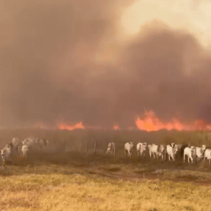 Município de MT decreta emergência após 5 dias de incêndios