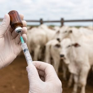 Falta de vacinas contra raiva e clostridioses já dura cinco meses em MT