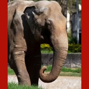 Elefante Sandro chega ao Santuário após viagem de 1,6 mil km; conheça