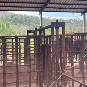 VÍDEO: elefante Sandro começa nova rotina após chegada a santuário MT