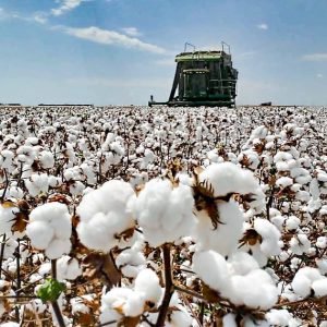 Mato Grosso fecha 2025 com R$ 165,6 bilhões na produção agrícola