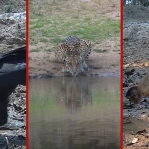 Animais são flagrados em pontos de água durante seca no Pantanal de MT