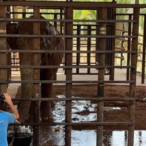 Elefante Sandro inicia dieta especial para ganhar peso em MT