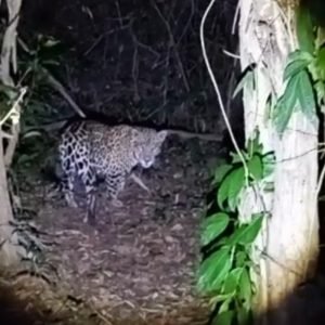 ‘Pertinho assim nunca vi’: diz caseiro que ficou a 2 metros de onça-pintada durante pescaria em MT