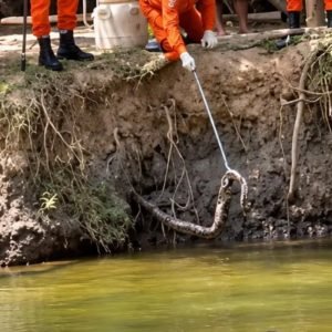 VÍDEO: cobra venenosa é retirada de barranco à beira do rio com banhistas em MT