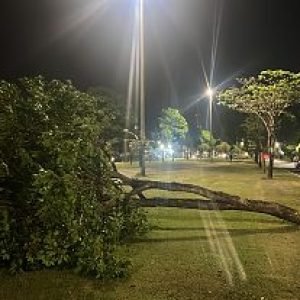 Árvore cai após forte ventania e garoa na Avenida das Águias, em Nova Mutum/MT | Power Mix