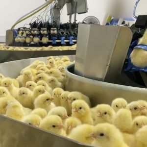 Investigação expõe trituração de pintinhos na indústria de ovos