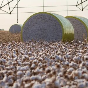 Entenda mudança no mapa que tirou Sorriso do topo da produção agrícola
