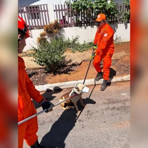 Pitbull agressivo mobiliza Corpo de Bombeiros no bairro Colina II, em Nova Mutum/MT
