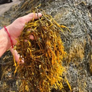 Chuvas acima da média acendem alerta no campo e podem ameaçar produtividade da soja e do milho
