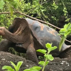 História das tartarugas-gigantes de Galápagos é um conto de piratas: agora, ‘tartarugas alienígenas’ apareceram pela primeira vez desde o século XIX