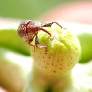 Produtores do Nortão de Mato Grosso entram em alerta para o controle do bicudo