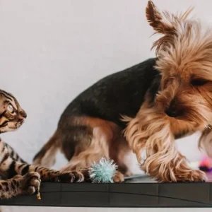 Por que seu pet esconde comida e brinquedos pela casa? Entenda o comportamento