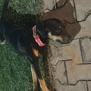 Cachorro atropelado fica ferido e sem atendimento em rua de Lucas do Rio Verde