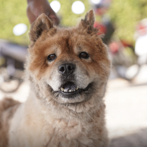 Nova Mutum abre cadastro para protetores de animais em situação de abandono