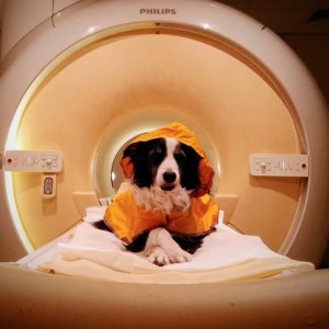 É algo que todo dono de cachorro sabe mas agora temos a ciência para provar: os cães realmente conseguem perceber quando estamos felizes ou tristes