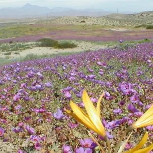 Deserto florido: Atacama pode ter maior floração em duas décadas e as primeiras flores já estão desabrochando