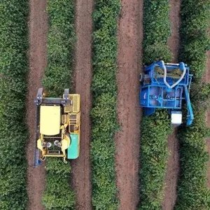 Café do Brasil apresenta florada precoce e nova safra pode chegar mais cedo