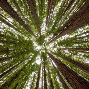 Recuo em regra sobre madeira nativa ameaça R$ 10 bi para florestas de eucalipto em Mato Grosso
