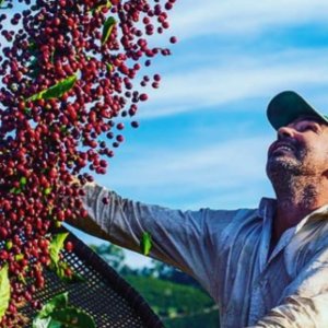 Café sobe com queda do dólar e arábica atinge máxima em uma semana em NY
