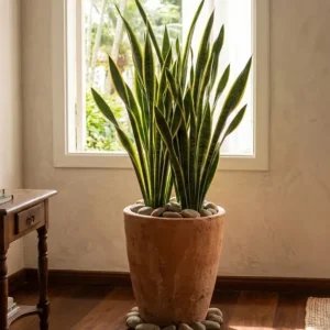 Onde colocar a espada-de-são-jorge em casa? Veja a posição certa segundo o Feng Shui