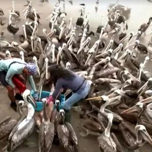 Super El Niño aquece água, diminui comida e obriga pelicanos famintos a se aglomerarem em busca de peixes em mercados; população de aves pode sumir