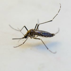 Dengue em Cuiabá chega a 878 casos e número cresce nas últimas semanas