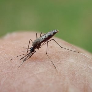 Alemanha tem 3ª morte por malária de mosquito levado de avião
