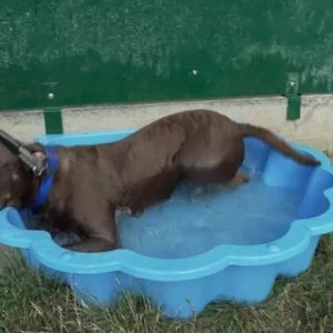 Banho em cachorro: especialistas explicam frequência certa