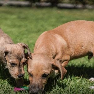 Prefeitura abre cadastro para protetores de animais conseguirem castrações gratuitas – Muvuca Popular