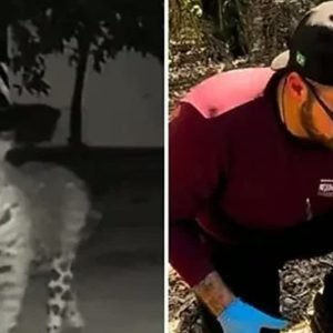 Câmera registra onça-pintada atacando capivara em lago de pousada no Pantanal; veja vídeo