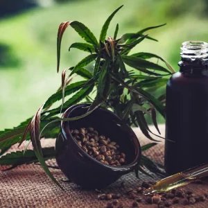Para associações, normas ainda deixam pontos em aberto sobre cannabis