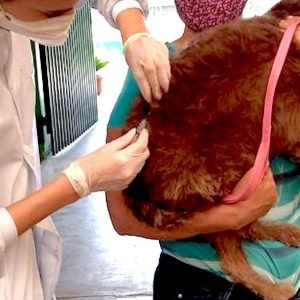 Nova Mutum cria ponto fixo para vacinação antirrábica de cães e gatos