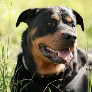 Idosa de 73 anos é atacada por 2 rottweilers no interior de SP