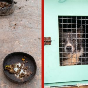 Oito animais são resgatados de suposto canil clandestino em Cuiabá