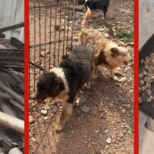 Sem água e alimento: veja condições de border collies resgatados de suposto canil clandestino em Cuiabá
