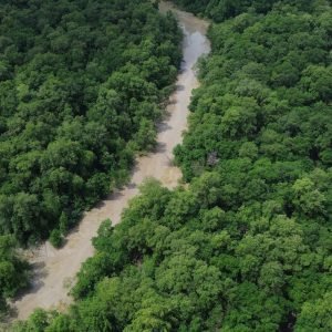 No Dia da Amazônia, campanha pede que eleitor vote por floresta em pé