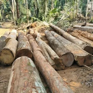 Polícia Ambiental encontra desmatamento irregular e apreende mais de 100 toras de madeira