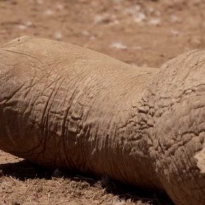 Polícia do Quênia investiga envenenamento de elefantes em parque nacional