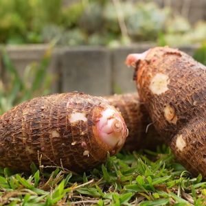 Longe dos pratos e das receitas, conheça o poder do inhame contra o câncer