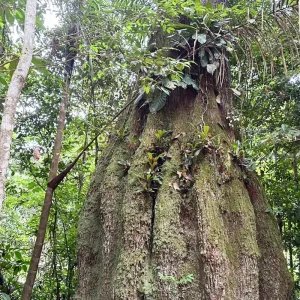 Governo cria reservas de desenvolvimento sustentável no Amazonas