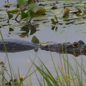 Vídeo: jacaré é flagrado predando sucuri no Pantanal de MT