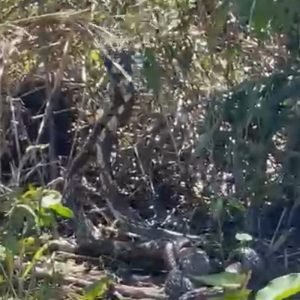 Cobras ‘dançam’ durante disputa por fêmea e formam ‘bolo nupcial’